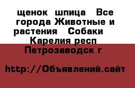 щенок  шпица - Все города Животные и растения » Собаки   . Карелия респ.,Петрозаводск г.